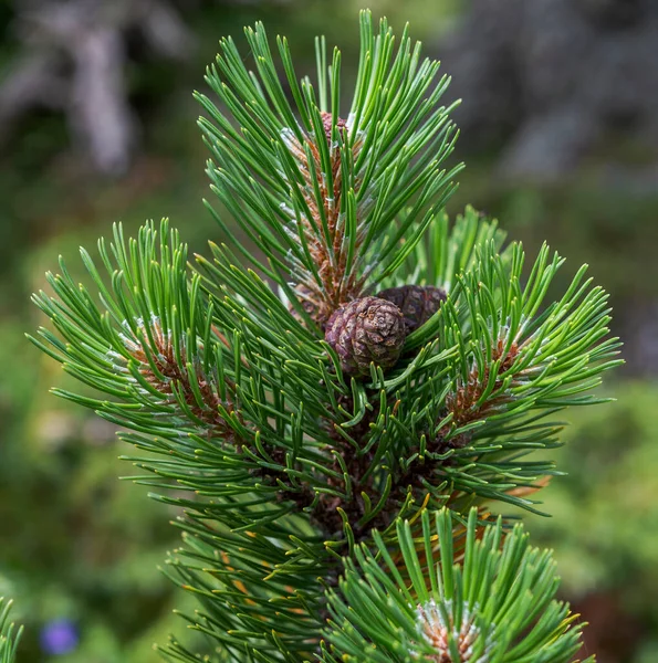 Détail Des Feuilles Branches Cônes Pin Ponderosa Nain Pinus Mugo — Photo