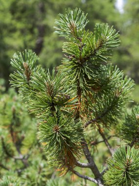Dwarf Mountain Pine 'ın yaprakları, dalları ve konileri, Pinus Mugo. Fotoğraf: Mieming Range, Tyrol Eyaleti, Avusturya.