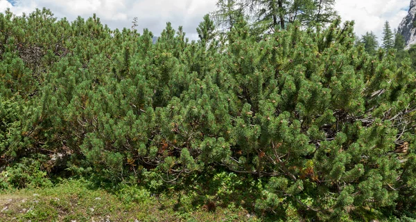 Βουρτσίζει Πεύκο Του Βουνού Νάνου Pinus Mugo Φωτογραφία Mieming Range — Φωτογραφία Αρχείου