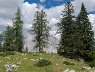 Norveç ladin ve ormanları, Pikea abileri, Mieming Sıradağları, Tyrol Eyaleti, Avusturya