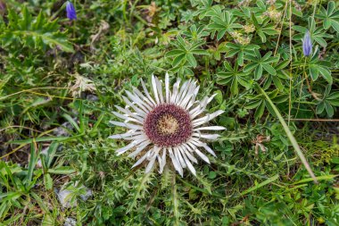 Carlina Acaulis, sapsız Carline devedikeni. Fotoğraf Miming Sıradağları 'nda çekildi, de Seebensee Gölü' nün yanında, Tyrol Eyaleti, Avusturya.