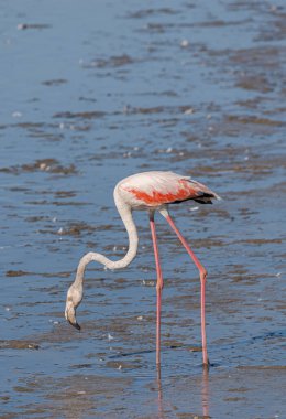 Büyük flamingo, Phoenicopterus gülü, İspanya 'nın Ciudad Real bölgesindeki Vicario rezervuarında besleniyor.