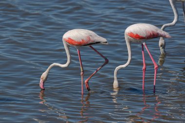 Büyük flamingo sürüsü, Phoenicopterus gülü, İspanya 'nın Ciudad Real bölgesindeki Vicario rezervuarında besleniyor.