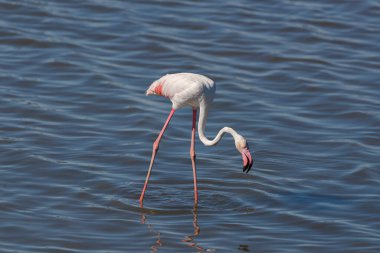 Büyük flamingo, Phoenicopterus gülü, İspanya 'nın Ciudad Real bölgesindeki Vicario rezervuarında besleniyor.