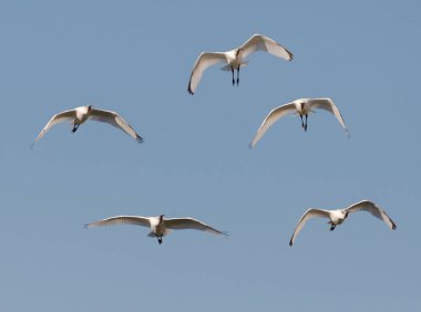 Avrasya kaşık faturası, Platalea lökosorodisi. Fotoğraf İspanya 'nın Ciudad Real bölgesindeki Vicario rezervuarında çekildi..