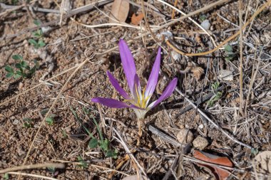 Mountain Colchicum 'un çiçeği, Colchicum montanum, İber Yarımadası' na özgü küçük soğanlı bir bitki. Fotoğraf İspanya 'nın Madrid eyaleti San Agustin de Guadalix belediyesinde çekildi..