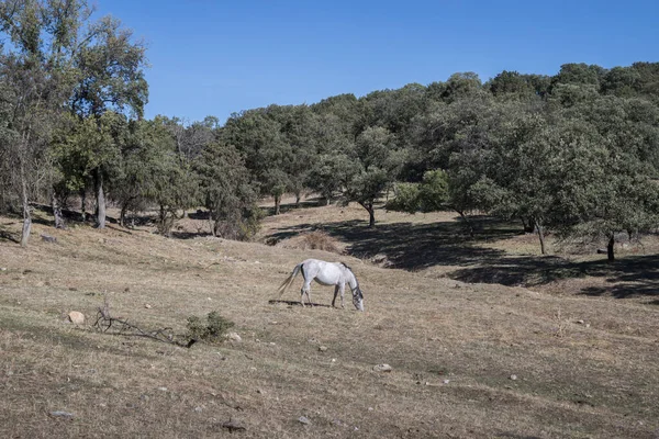 Biały Koń Wypasany Pastwisku Gminie San Agustin Guadalix Prowincja Madryt — Zdjęcie stockowe