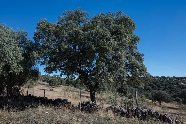 Dehesa Holm Oak Quercus Ilex Município San Agustin Guadalix Província — Fotografia de Stock