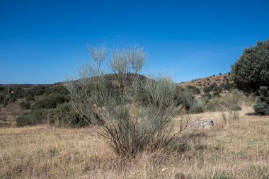 Rotem, Retama sphaerocarpa. Kuzey Afrika ve İber Yarımadası 'na özgü bir çalılıktır. Fotoğraf İspanya 'nın Madrid eyaleti San Agustin de Guadalix belediyesinde çekildi.