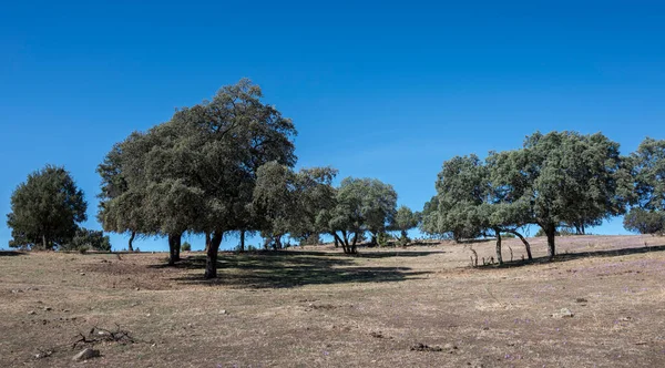 Dehesa Holm Oak Quercus Rotundifolia Nel Comune San Agustin Guadalix — Foto Stock