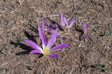 Mountain Colchicum 'un çiçeği, Colchicum montanum, İber Yarımadası' na özgü küçük soğanlı bir bitki. Fotoğraf İspanya 'nın Madrid eyaleti San Agustin de Guadalix belediyesinde çekildi..