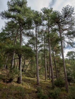 Avusturya çamı ve deniz çamı ormanı İspanya 'nın Endülüs eyaletinin Jaen iline bağlı Cazorla, Segura y las Villas kentindeki Doğal Parkı' nda.