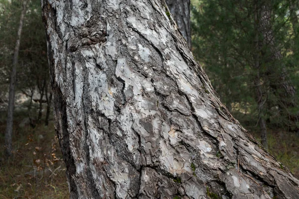 Bark Austrian Pine Pinus Nigra Photo Taken Natural Park Cazorla — Stock Photo, Image