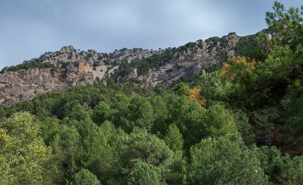 オーストリアの松と海の森は スペインのアンダルシア州 日本の州のカゾラ セグラYラスヴィラの自然公園の石灰岩の山々に松 — ストック写真
