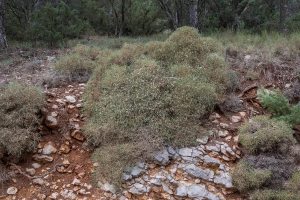 Echinospartum Boissieri Endemic Southern Spain Inhabits Medium High Mountain Scrubland — Stock Photo, Image