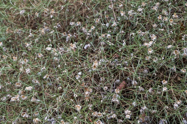 Felinospartum Boissieri Эндемик Южной Испании Обитает Среднегорных Высокогорных Кустарниках Известняках — стоковое фото