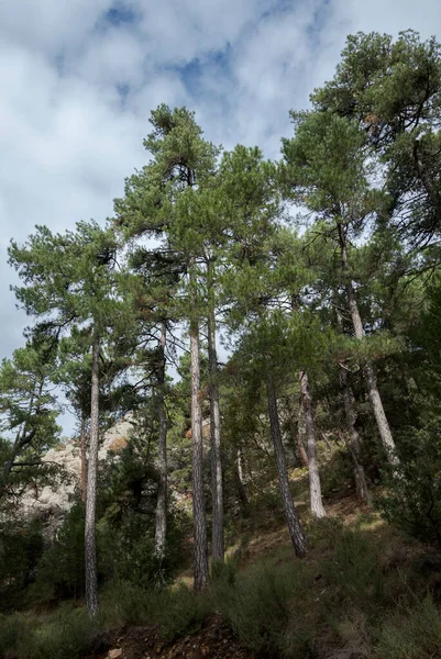 스페인 루시아 젠주에 카졸라 공원에 오스트리아 소나무와 소나무의 세구라 빌라스 — 스톡 사진