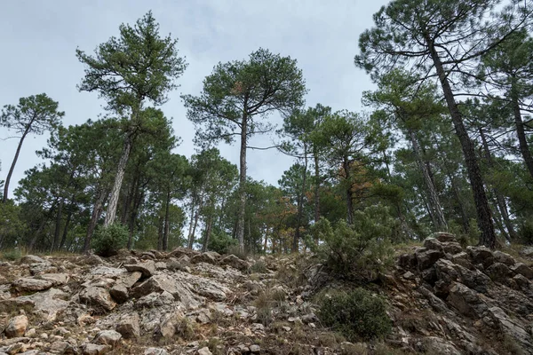 オーストリアの松と海の森は スペインのアンダルシア州 日本の州のカゾラ セグラ ヴィラの自然公園に松 — ストック写真