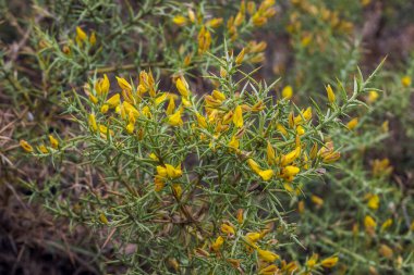 Ulex parviflorus. Fabaceae familyasından bir dikenli çalıdır ve batı Akdeniz, Fransa, İspanya ve Kuzey Afrika 'da yaşar. Fotoğraf: Cazorla, Segura y las Villas Doğal Parkı, Jaen, Endülüs, İspanya