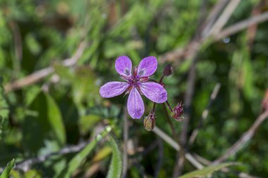 Leylek gagası, Erodyum cicutarium. Çiçek açan bitkilerin Geraniaceae familyasının yıllık otçul üyesidir. Fotoğraf Colmenar Viejo, Madrid, İspanya 'da çekildi.
