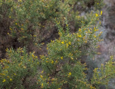 Ulex parviflorus. Fabaceae familyasından bir dikenli çalıdır ve batı Akdeniz, Fransa, İspanya ve Kuzey Afrika 'da yaşar. Fotoğraf: Cazorla, Segura y las Villas Doğal Parkı, Jaen, Endülüs, İspanya