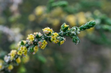 Çiçekler ve tüylü serçe otu yaprakları, Thymelaea hirsuta. Fotoğraf: Carabassi Sahili, Alicante, İspanya