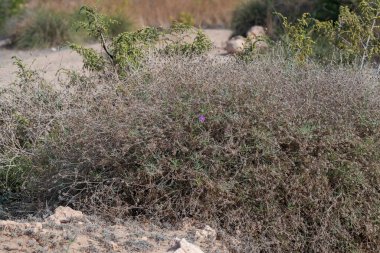 Sert yıldız devedikeni, Centaurea aspera. Fotoğraf: Carabassi Sahili, Alicante, İspanya