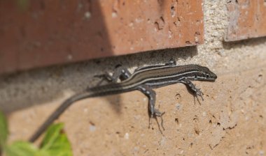 İber duvar kertenkelesi, Podarci Hispanik. Fotoğraf İspanya 'nın Madrid eyaleti Colmenar Viejo belediyesinde çekildi.