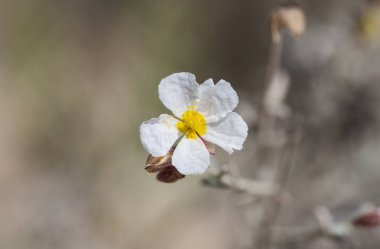 Helianthemum ihlali çiçekleri. Fotoğraf: Carabassi Sahili, Alicante, İspanya