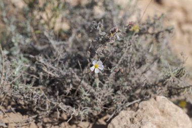 Helianthemum ihlali çiçekleri. Fotoğraf: Carabassi Sahili, Alicante, İspanya