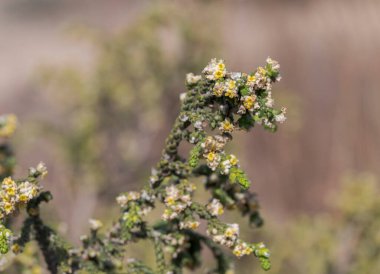 Çiçekler ve tüylü serçe otu yaprakları, Thymelaea hirsuta. Fotoğraf: Carabassi Sahili, Alicante, İspanya