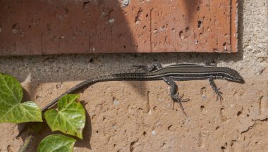 İber duvar kertenkelesi, Podarci Hispanik. Fotoğraf İspanya 'nın Madrid eyaleti Colmenar Viejo belediyesinde çekildi.