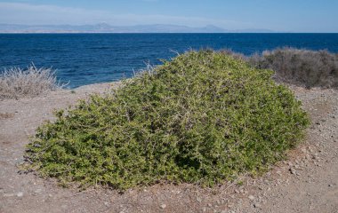 Frutescens ile. Fotoğraf İspanya 'nın Alicante ilindeki Tabarca Adası' nda çekildi.