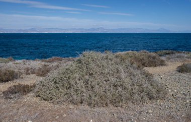 Güney Boxthorn, Lycium intricatum. Fotoğraf İspanya 'nın Alicante ilindeki Tabarca Adası' nda çekildi.