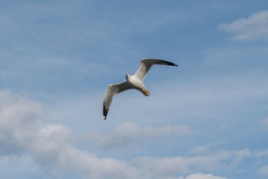 Sarı bacaklı martı, Larus Michael Hellis 'in yetişkin hali. Fotoğraf: Tabarca Adası, Alicante Belediyesi, İspanya.