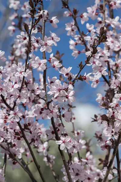 Flowers of Cherry plum, Prunus cerasifera. It is a popular ornamental tree for garden and landscaping use