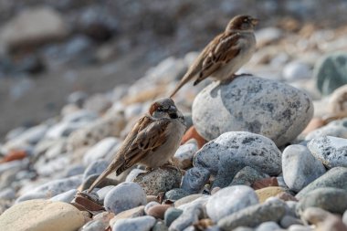 İki erkek serçe, Passer domesticus. Fotoğraf: Tabarca Adası, Alicante Belediyesi, İspanya.