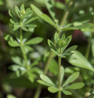 Satırlar, Galium aparine. Rubiaceae familyasının yıllık bitkisidir. Fotoğraf: Ciudad Real, İspanya