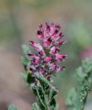 Yaygın dezenfekte çiçekleri, Fumaria officinalis. Haşhaş familyasının yıllık otçul bitkisidir. Fotoğraf: Ciudad Real, İspanya