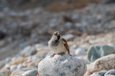 . Serçenin erkeği, Passer Housticus. Fotoğraf: Tabarca Adası, Alicante Belediyesi, İspanya