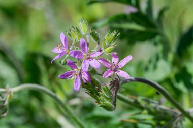 Misk leyleği gagalı çiçekleri, Erodyum Moschatum. Geraniaceae ailesinin yıllık bitkisidir. Fotoğraf: Ciudad Real, İspanya