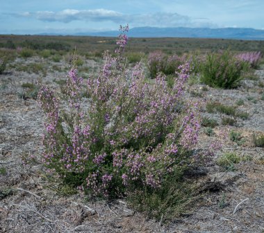 İspanyol fundalığı, Erica australis. Ericaceae familyasından Batı İber Yarımadası 'na (Portekiz ve Batı İspanya) ve Kuzeybatı Afrika' ya (Fas 'ta) ait bir bitki türü.).