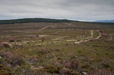 İspanya 'nın Zamora ili Puebla de Sanabria belediyesine bağlı Heathlands