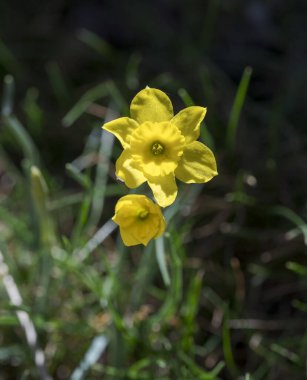 Kaya nergis, Narcissus rupicola. Fotoğraf: La Pedriza, Guadarrama Dağları Ulusal Parkı, Madrid, İspanya