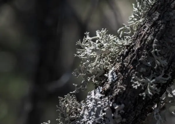 Oakmoss Evernia Prunastri 它是一种苔藓 在整个北半球的许多山地温带森林中都能找到 照片摄于西班牙马德里瓜德拉马山脉国家公园La Pedriza 图库照片