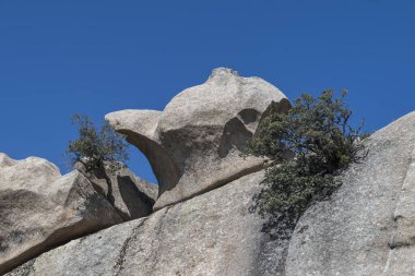 Holm meşesi, Quercus rotundifolia, kayalarda yetişiyor. Fotoğraf: La Pedriza, Guadarrama Dağları Ulusal Parkı, Madrid, İspanya.