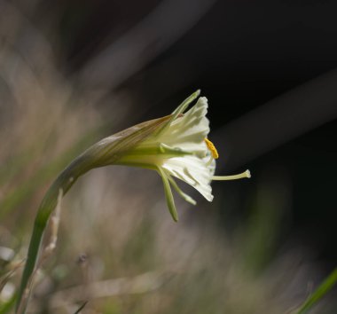 Petticoat nergis, Narcissus bulbocodium. Fotoğraf: La Pedriza, Guadarrama Dağları Ulusal Parkı, Madrid, İspanya