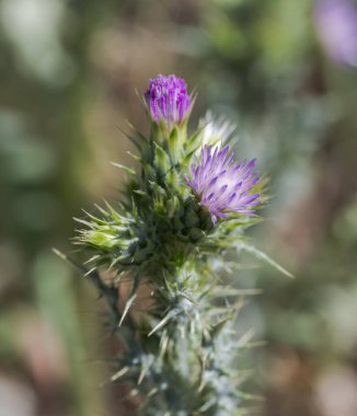 İnce çiçek devedikeni, Carduus tenuiflorus. Fotoğraf Colmenar Viejo, Madrid, İspanya 'da çekildi.