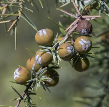 Cade ardıç meyveleri, Juniperus oxycedrus. Fotoğraf Colmenar Viejo, Madrid, İspanya 'da çekildi.