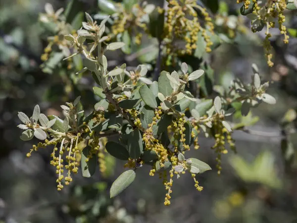 Holm meşesinin erkek çiçekleri, Quercus rotundifolia, kayalarda yetişiyor. Fotoğraf Colmenar Viejo, Madrid, İspanya 'da çekildi.